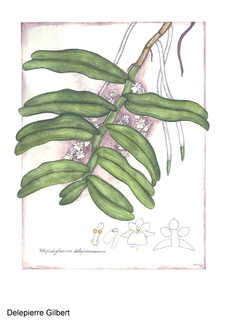 Rhipidoglossum delepierreanum (1)