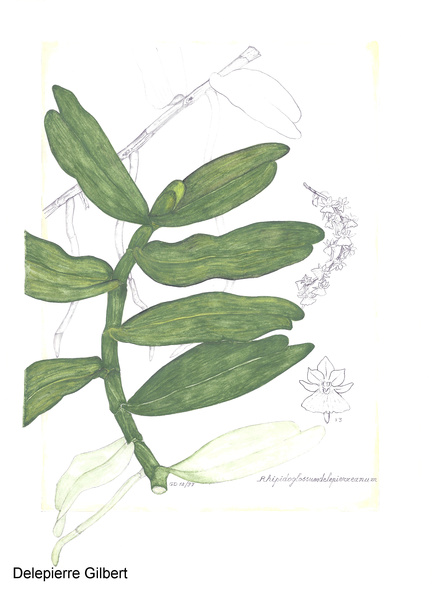 Rhipidoglossum delepierreanum (2).jpg