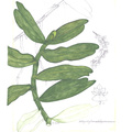 Rhipidoglossum delepierreanum (2)