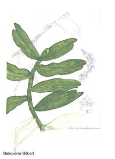 Rhipidoglossum delepierreanum (2)